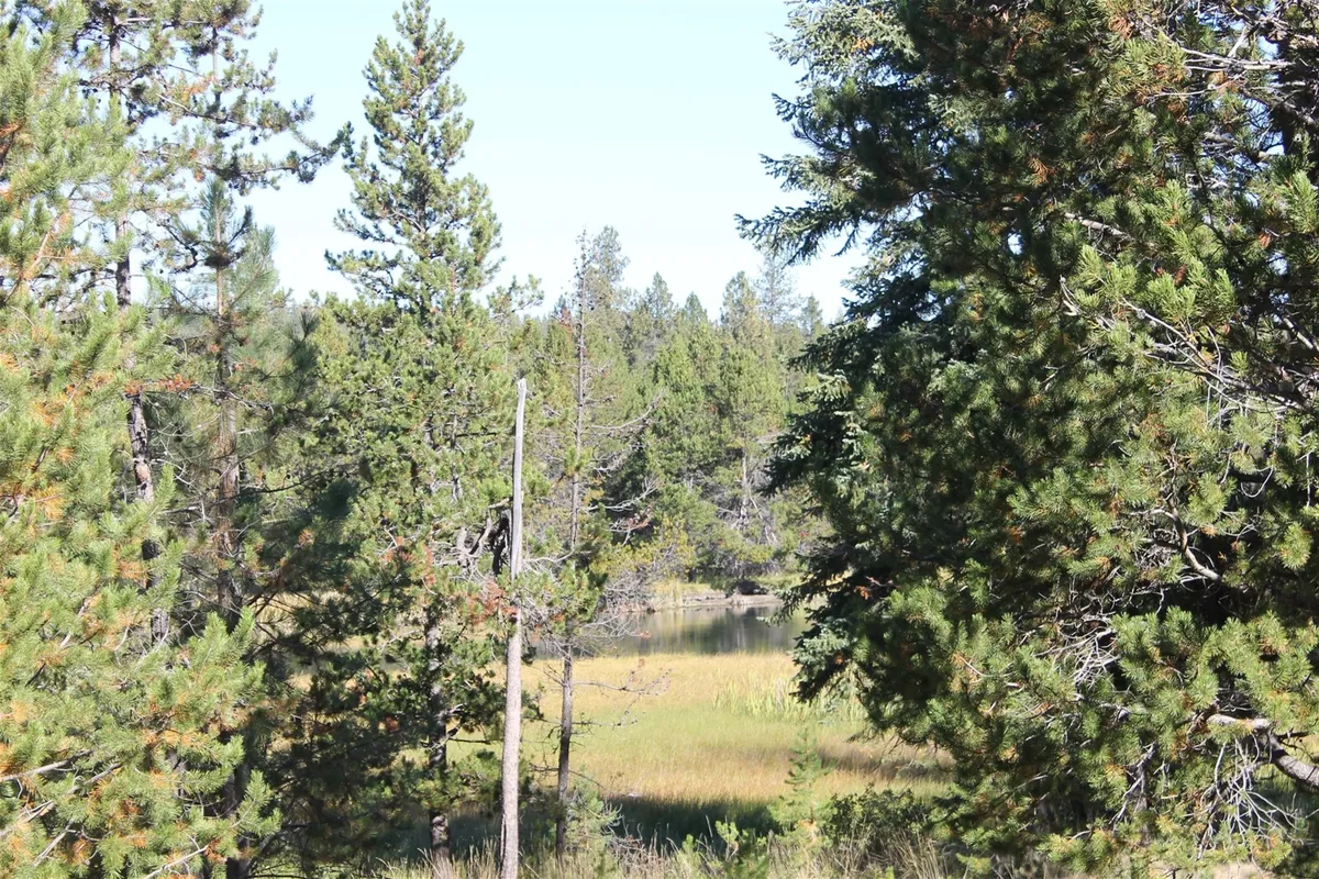 A tranquil view of tall pine trees lining the banks of a calm river, with lush green grass in the foreground. The peaceful water reflects the sky, and the natural setting is undisturbed by any human structures.